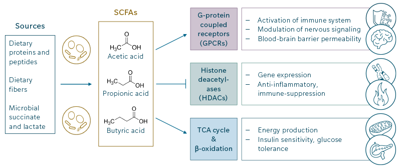 SCFA Mechanistic path